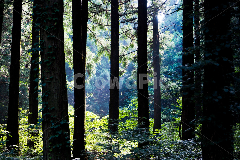 제주도,자연,풍경,jejuisland,jeju,사려니숲,숲,나무,그림자,실루엣,forest,tree,shadow,shilouette,자연,풍경,nature,landscape,plant,식물