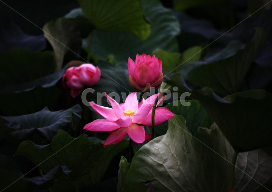식물,연꽃,꽃,flower,flowerage,식물,자연,plants,nature,꽃,flower