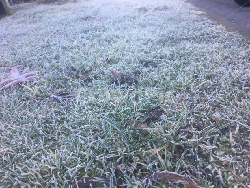 자연,눈,풀,서리,snow,outdoors,nature,옥외,frost
