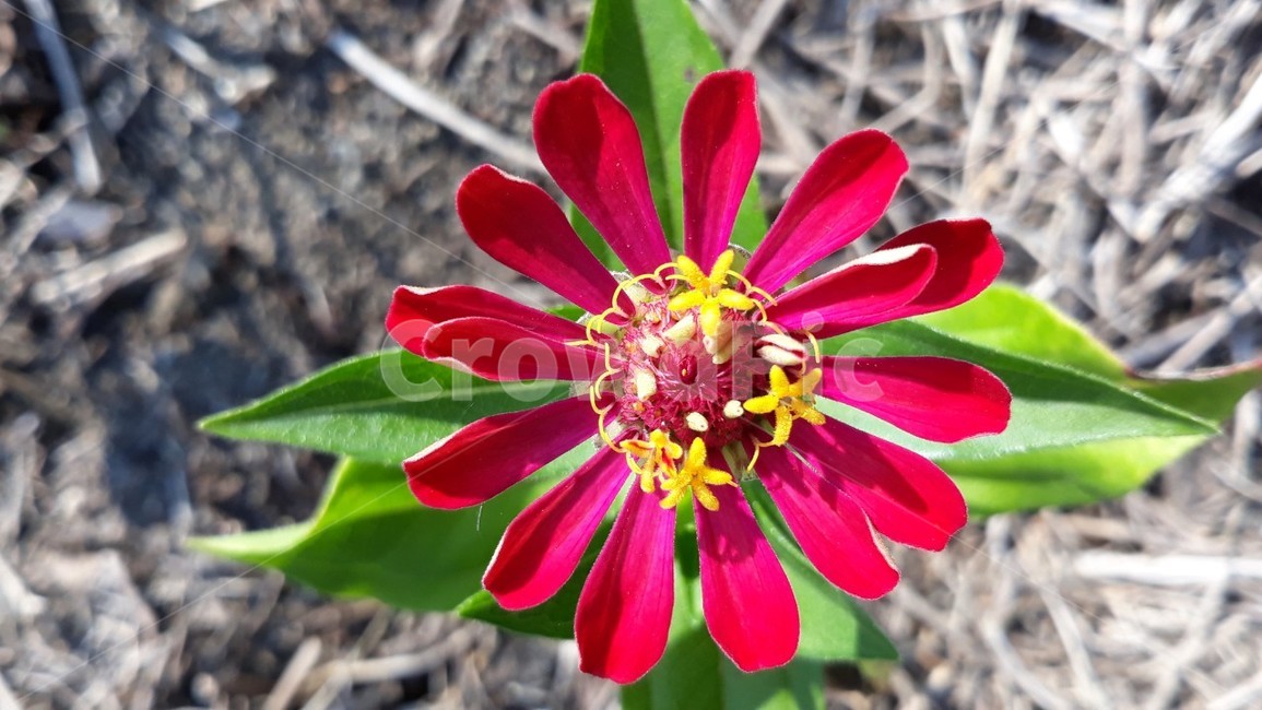 꽃,자연,생물,식물,생태계,만개,꽃종류,flower,개화,야생화