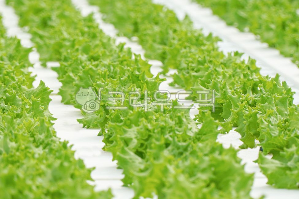 샐러드,채소,야채,유러피안샐러드,유러피안채소,유럽샐러드,프릴아이스,이자트릭스,친환경,친환경재배,수경재배,하우스재배,무농약,농산물,국내산