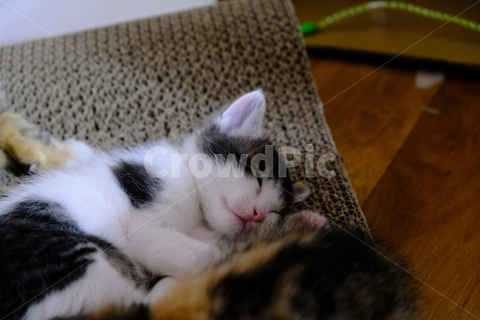 애완동물,반려동물,고양이,아깽이,새끼고양이,cat,동물,animal,포유류,mammal,고양이,cat,kitten,kitty