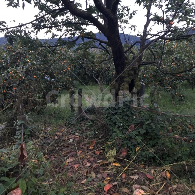 숲,나무,자연,평화,가을,가을,계절,fall,autumn,season,자연,풍경,nature,landscape,plant,식물