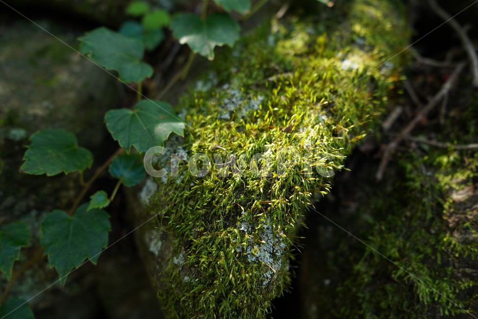 이끼,식물,moss,plant,산,식물,자연,plants,nature