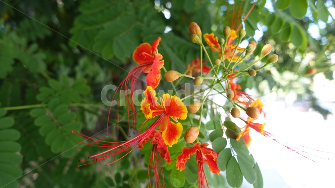 flower,tropic,plant,summer,여름,꽃,꽃송이,blossom,열대,식물,야외,outdoor,green,초록,petal,꽃잎,주홍색,주황,scalet
