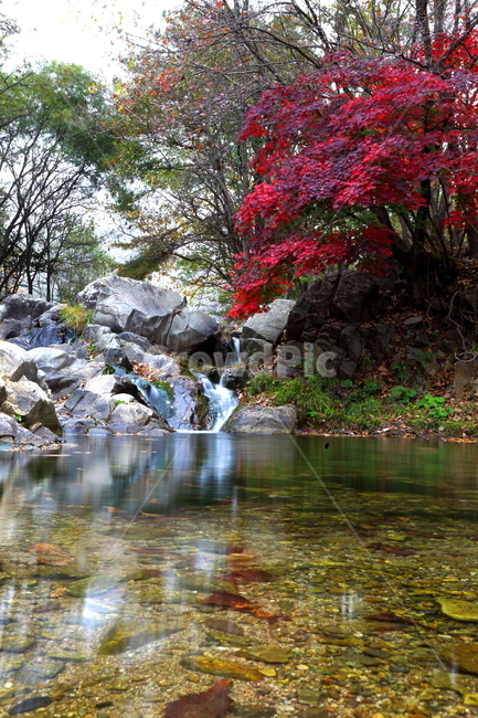 단풍,가을,풍경,낙엽,나무,붉은색,산,단풍나무,plant,식물,tree,leaf,잎,maple,단풍잎,nature,자연,water,물,outdoors,옥외,냇물,냇가,가을,계절,fall,autumn,season