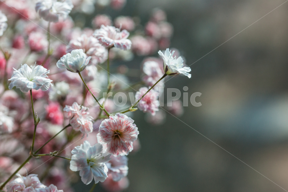 flower,flowers,꽃,꽃병,화병,식물,자연,plants,nature,꽃,flower,감성,sensible,feeling