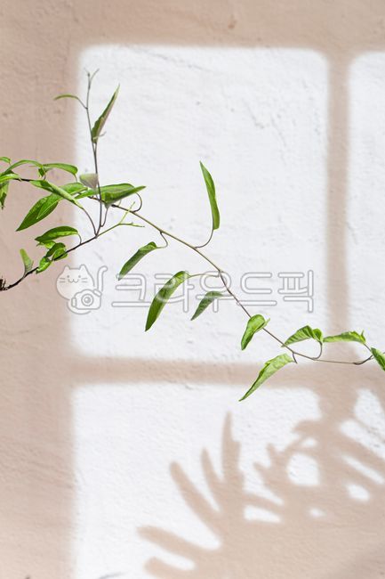 그림자,창문,창문그림자,그림자목업,그림자효과,배경그림자,배경,그림자소스,그림자배경,그레이,프레임,촬영배경,식물,잎