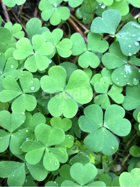 plant,식물,leaf,잎,green,초록,클로버,세잎클로버,식물,자연,plants,nature