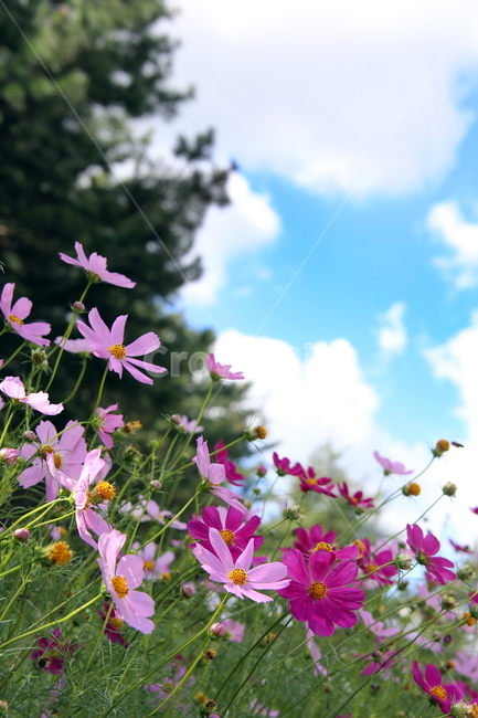가을,코스모스,풍경,가을꽃,꽃,하늘,식물,자연,plants,nature,꽃,flower