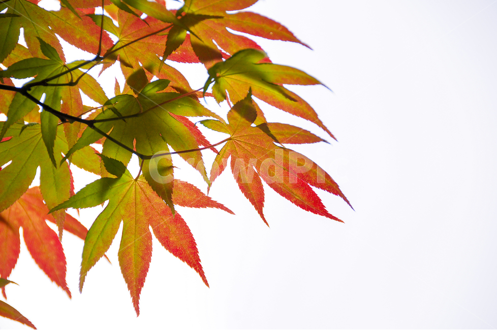 단풍잎,가을,나뭇잎,메이플,maple,단풍,가을,계절,fall,autumn,season,식물,자연,plants,nature,누끼,remove background,leaf,잎,plant,tree,나무