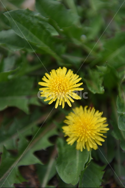 민들레,봄,꽃,노란꽃,봄소식,식물,자연,plants,nature,꽃,flower