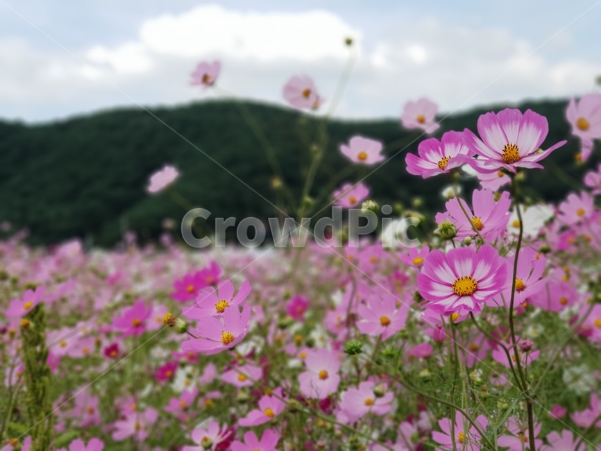 코스모스,가을,꽃,flower,하동북천,북천코스모스축제,가을축제,자연,나들이,가을,계절,fall,autumn,season,식물,자연,plants,nature,꽃,flower,blossom,geranium,제라늄,plant,petal,꽃잎