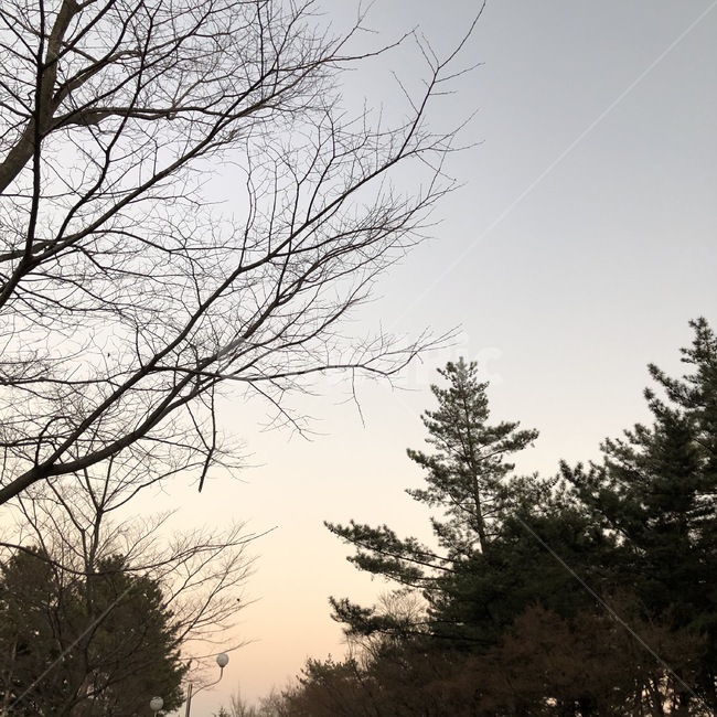 하늘,나무,저녁하늘,해질녘,어스름,노을,풍경,자연,풍경,nature,landscape,tree,plant,식물,fir,전나무
