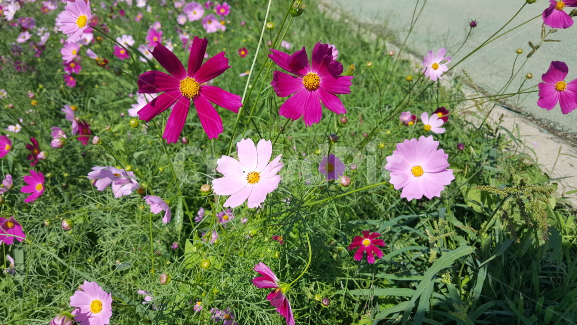 꽃,코스모스꽃,가을꽃,코스모스,꽃밭,식물,자연,plants,nature,꽃,flower