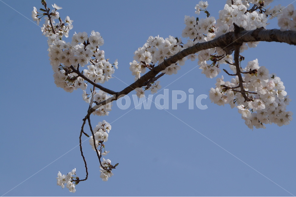 벚꽃,파랑,하늘,구름,풍경,봄,계절,spring,season,식물,자연,plants,nature,꽃,flower,plant