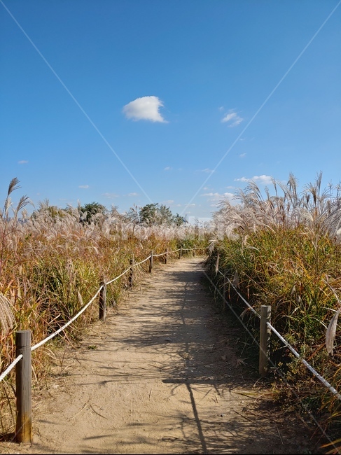 가을,갈대,길,공원,구름,하늘,reed,sky,autumn,옥외,자연,nature,outdoors,푸른하늘,handrail,가을,계절,fall,autumn,season,난간,banister,railing