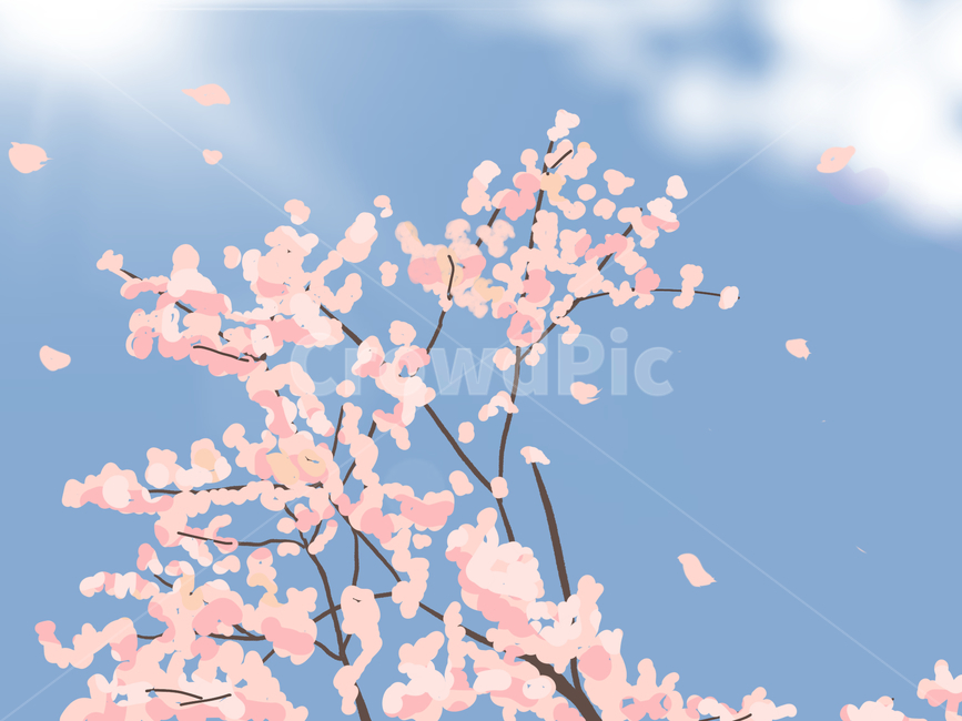 벚꽃,벚꽃그림,일러스트,일러스트레이션,봄,벚나무,디자인,디자인소스,그림,디지털드로잉,cherryblossom,illustration,illust