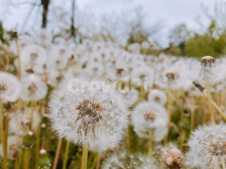 민들레,가을,가을민들레,민들레천국,민들레무리,식물,자연,plants,nature,꽃,flower