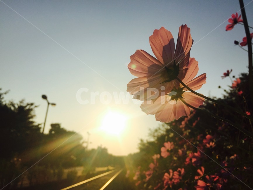 노을,석양,황혼,저녁,해질녘,가을,태양,빛,햇빛,꽃,코스모스,기차,기찻길,sunset,twillight,evening,dusk,fall,autumn,sun,light,sunlight,flower,blossom,cosmos,train,railroad,식물,자연,plants,nature,꽃,flower