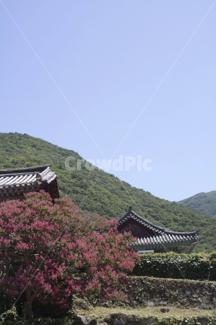 배롱나무,백일홍,목백일홍,한옥,전통가옥,사진,단독사진,디자인,소스,포토,사진자료,배경,배경사진,백그라운드,한국,동양,아시아,전통,풍경,자연,환경,실외,낮,아침,식물,꽃,봉오리,꽃봉오리,잎,꽃잎,꽃나무,6월,7월,여름꽃,아웃포커스,접사,근접,여름,녹색,야외,핑크,분홍,빨강,빨간색,지붕,자연,풍경,nature,landscape,한국자연풍경,한국자연경관,korea nature landscape,한국전통,한국문화,korean traditional,korean culture,outdoors,옥외,building,건물