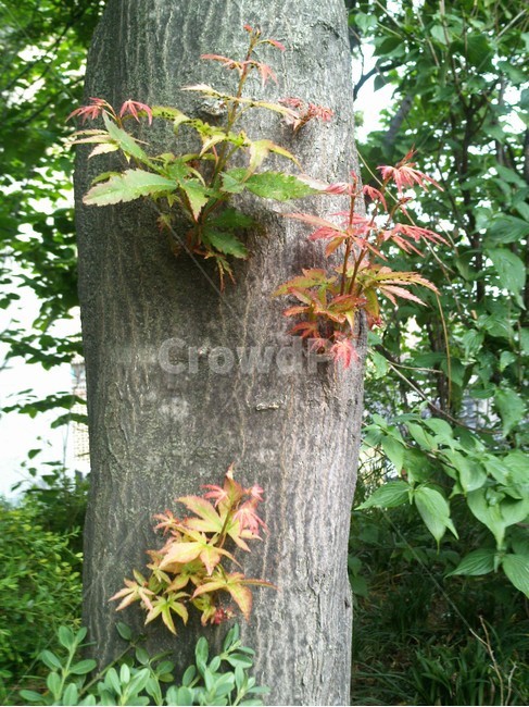 tree,나무,식물,plant,leaf,잎,단풍,maple,식물,자연,plants,nature,나무,trees,wood