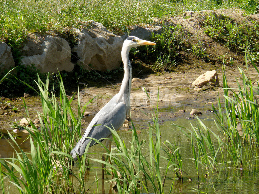 왜가리,학,조류,새,동물,불광천,동물,animal,조류,새,birds