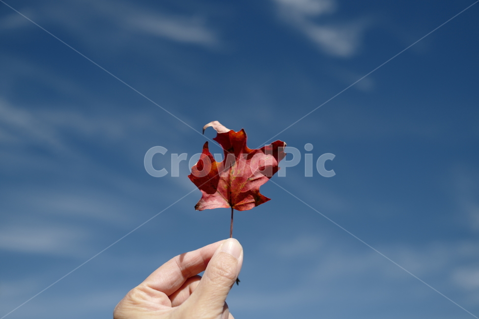 단풍,하늘,가을,구름,단풍잎,mapleleaf,fall,sky,가을,계절,fall,autumn,season,plant,식물,leaf,잎,tree,나무