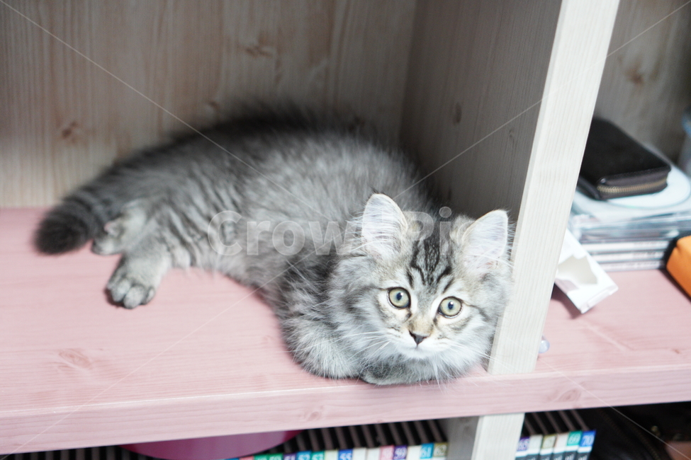 고양이,아기고양이,어린고양이,페르시안,페르시안고양이,냥이,반려묘