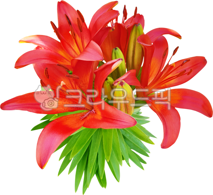 꽃,flower,붉은백합,백합,나리,열정적,깨끗함,레드,개화,블로섬,꽃잎,줄기,잎,녹색,식물,자연,들꽃,야생화,뜰,네이처,봄,데코,나뭇잎,꽃다발,장식,lily,redlily,passionate,clean,liliumphiladelphicum,lilium,red,flowering,blossom,petal,stem,leaf,green,plant,nature,wildflowers