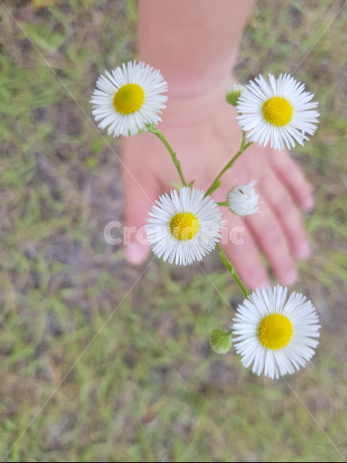 손,자비,꽃,하얀,데이지,식물,자연,plants,nature,꽃,flower