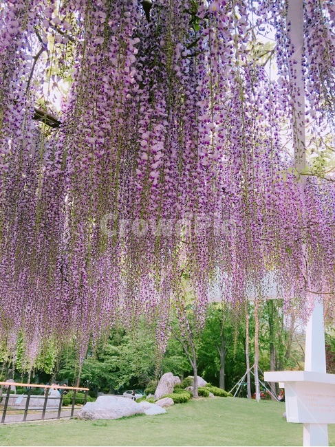 꽃,공원,봄,자연,보라색,풍경,식물,자연,plants,nature,꽃,flower