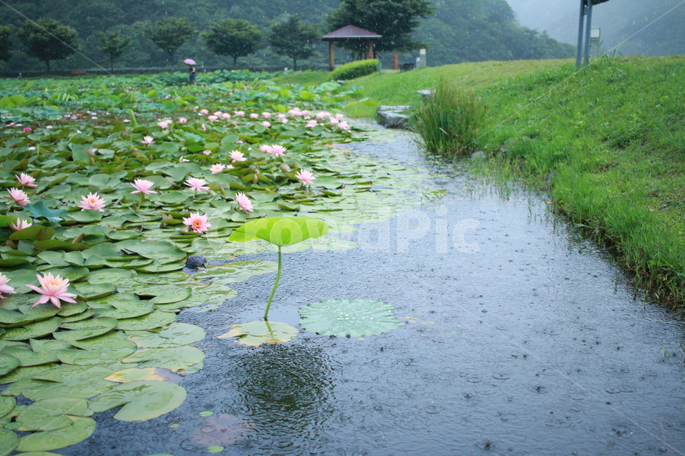 우중출사,장마,비방울,수련,물방울,반동,진동,식물,자연,plants,nature,비,비오는날,rain,rainy