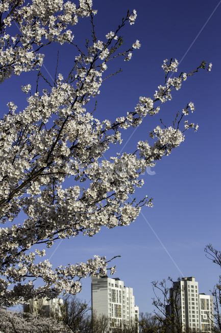 풍경,봄,벚꽃,나들이,북서울숲,봄,계절,spring,season,plant,식물,flower,꽃,blossom