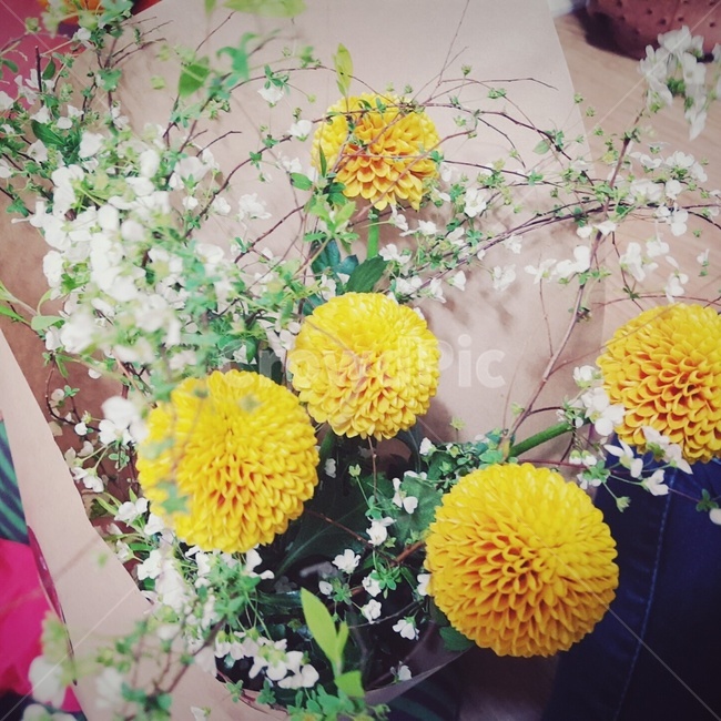 꽃,flower,국화,노랑,선물