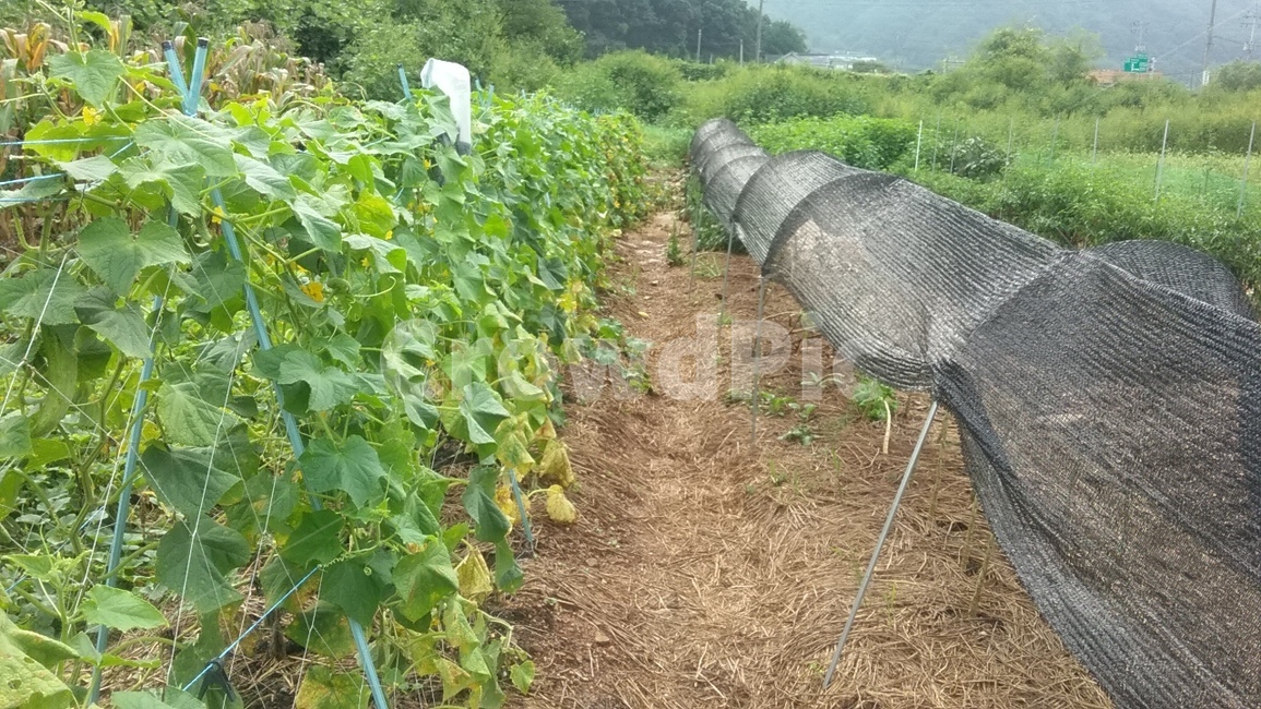 옥외,식물,식품,오이,밭,야채