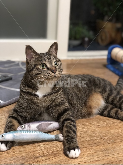 고양이,코숏,냥이,집고양이,cat,동물,animal,포유류,mammal,고양이,cat,kitten,kitty