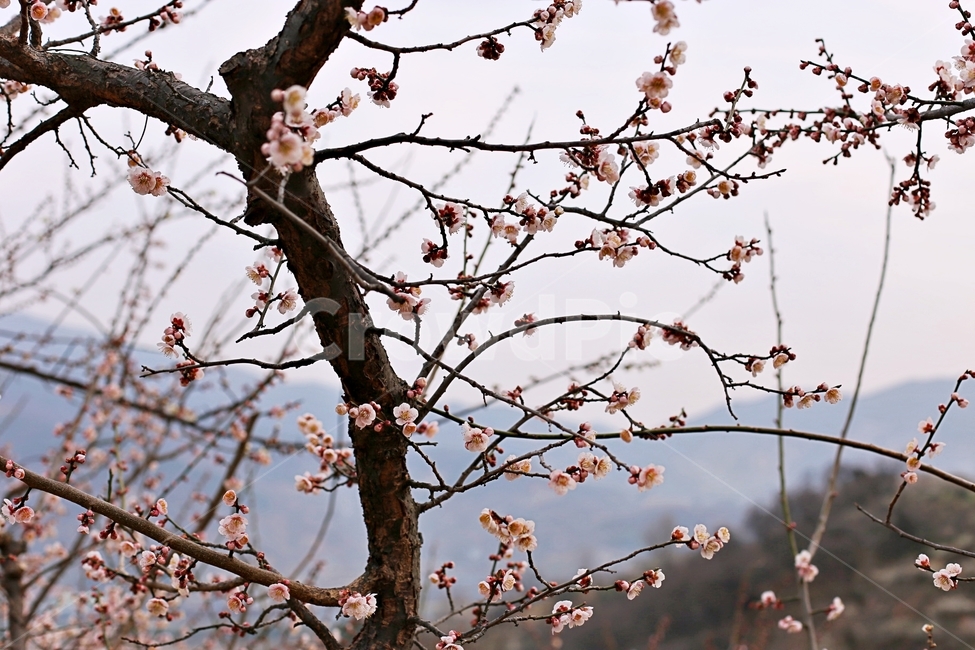 hadong,하동,매화축제,매화,매화꽃,꽃,flower,봄,계절,spring,season,식물,자연,plants,nature,꽃,flower,plant