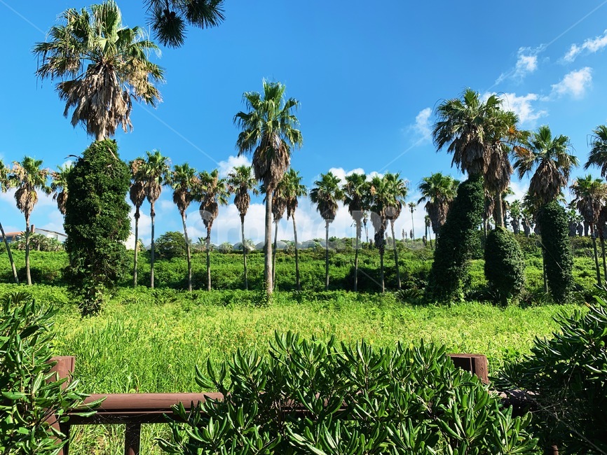 제주도,이국적인,나무,여름,색감,푸른,카나리아야자수,야자수,카나리아,summer,jeju,island,exotic,colorful,tree,wood