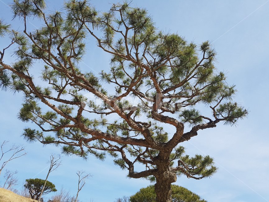솔나무,금월송,침엽수,소나무,구불구불,나무가지,가지모양,tree,식물,자연,plants,nature,나무,trees,wood