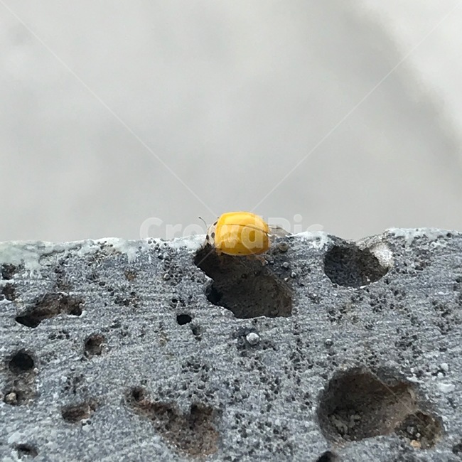 무당벌레,나는무당벌레,노란무당벌레,곤충,ladybug,flyingladybug