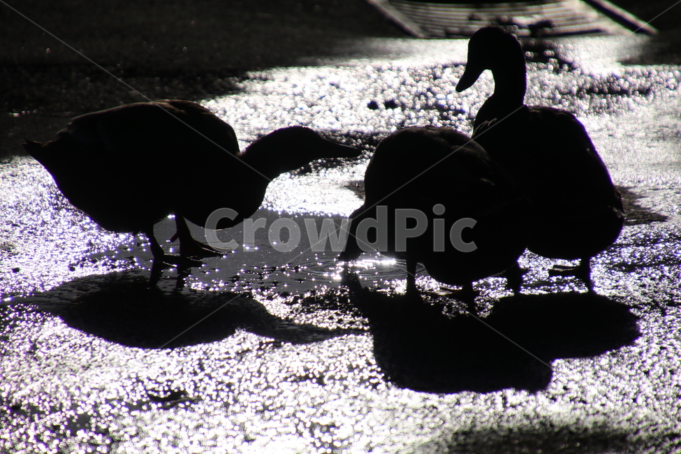 오리,그림자,새,조류,물,빛물,무리,고인물,햇살,동물,animal,조류,새,birds,흑백,모노톤,monochrome,black and white