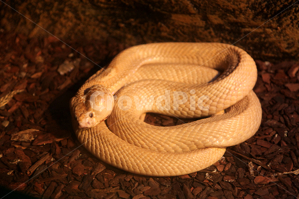 뱀,코브라,cobra,animal,snake,동물,animal,파충류,양서류,reptile,amphibian