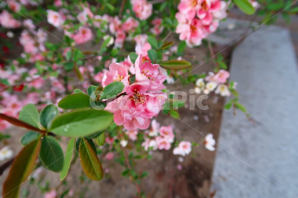 꽃,flower,pink,green,하늘,봄