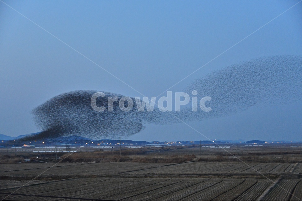 nature,자연,outdoors,옥외,animal,동물,flock,대군,고창,동림지,가창오리,가창오리군무,군무,농경지,농업,농사,경작,자연,풍경,nature,landscape