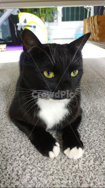 고양이,검정고양이,펫,블랙앤화이트,집고양이,집냥이,냥이,애완동물,동물,animal,포유류,mammal,고양이,cat,kitten,kitty