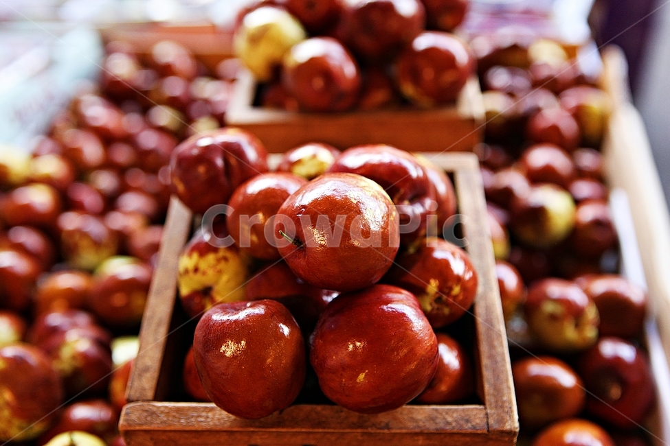 대추,빨강,수확,과일,음식,식재료,요리,먹거리,가을,추수,가을,계절,fall,autumn,season,과일,열매,fruit,plant,식물