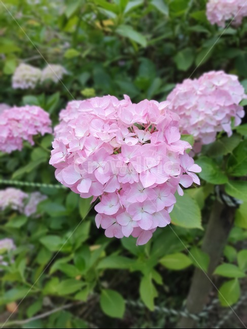 flower,꽃,식물,blossom,plant,식물,자연,plants,nature,꽃,flower