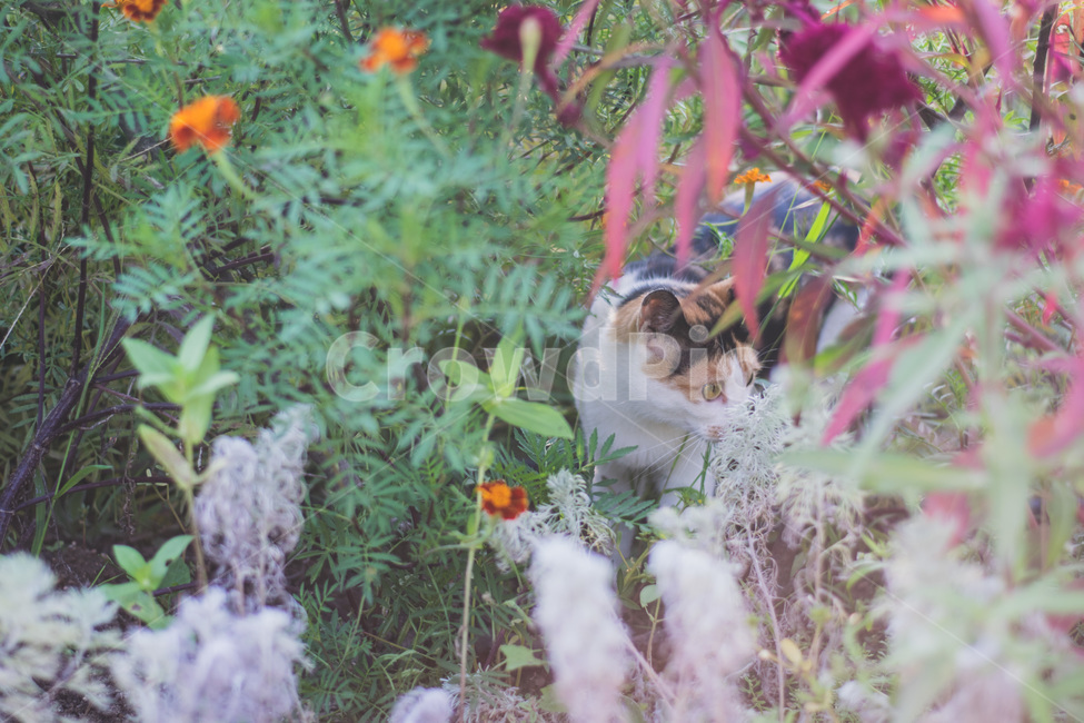 고양이,몽환적인,길고양이,꽃,풀,동물,animal,포유류,mammal,고양이,cat,kitten,kitty