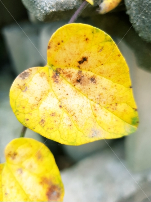 자연,가을,나뭇잎,단풍,잎,시골,식물,plant,leaf,가을,계절,fall,autumn,season,veins,정맥